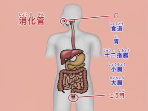 わかるよ 体のしくみ 仕組み 小学生の理科 学習ビデオdvdのnikk にっく 映像